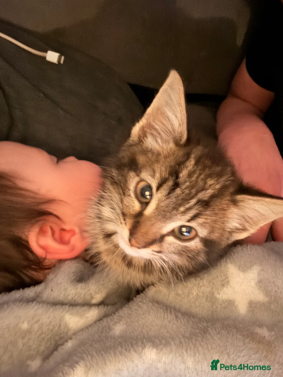 Mixed Breed cats for sale: Half bengal and Norwegian forest cat in Worcester Park - Advert 29