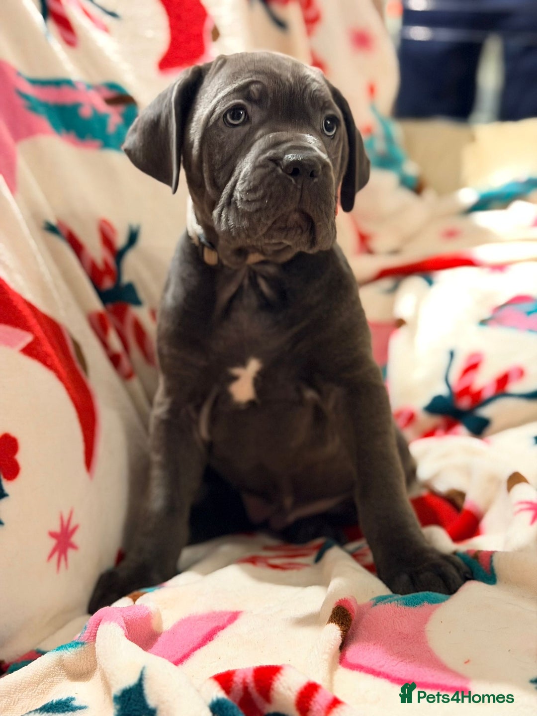 Cane Corso dogs for sale: 🐾 Stunning Cane Corso Puppies Available NOW ! 🐾 - Advert 3