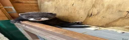 Ferret rodents for sale: Working line Ferrets’s kit - Advert 4