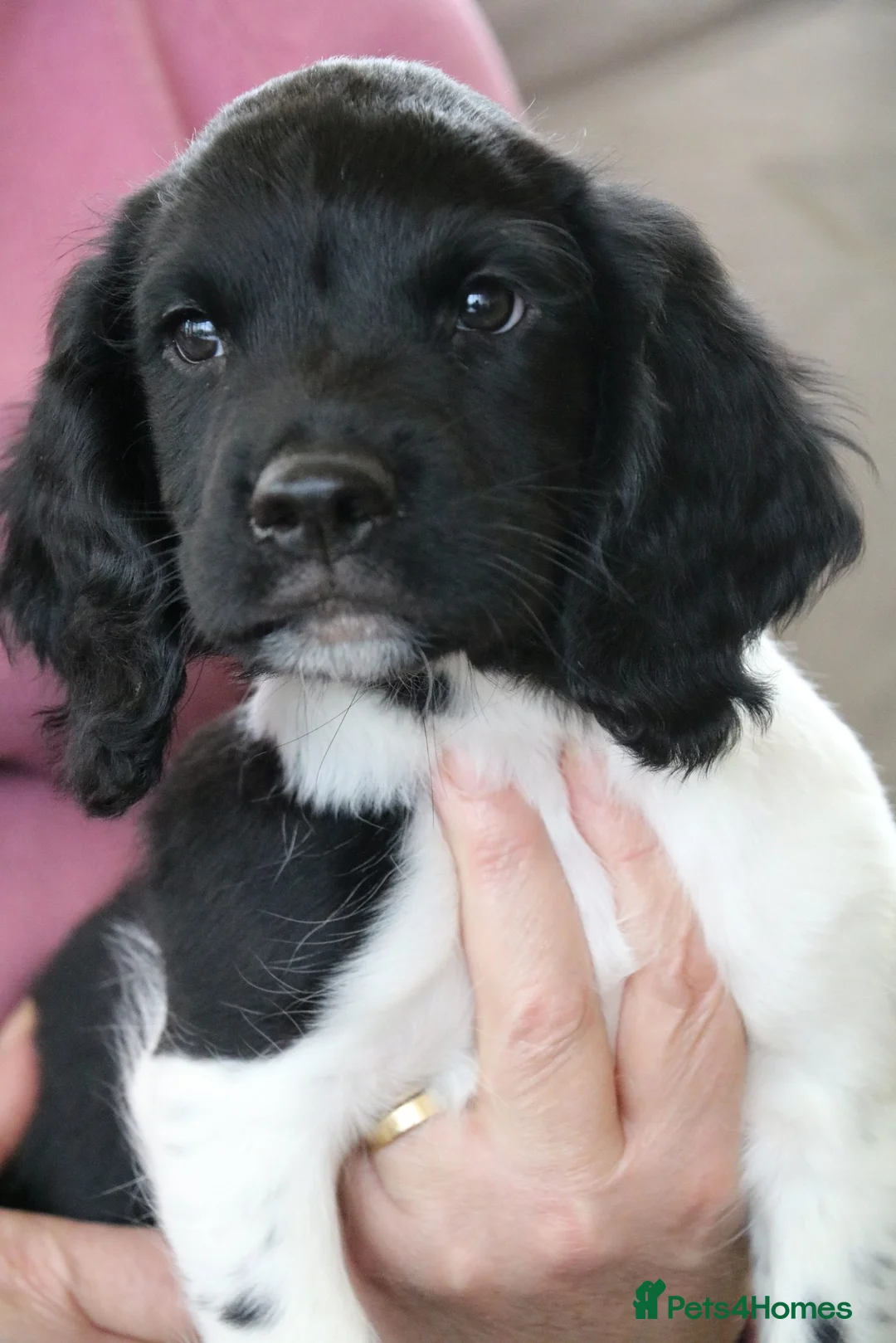 English Springer Spaniel dogs for sale: Health Tested English Springer Spaniel Puppies - Advert 3