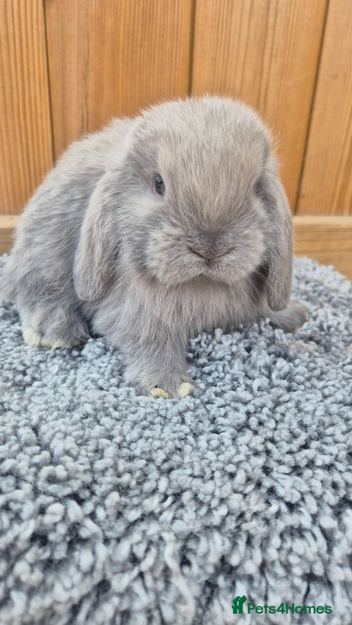 Mini Lop rabbits for sale: Mini Lop babies ready to reserve  - Advert 1