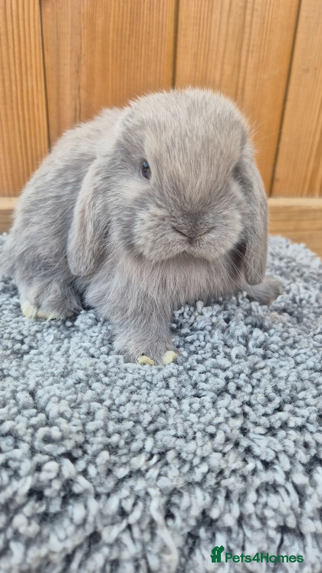 Mini Lop rabbits for sale: Mini Lop babies ready to reserve  - Advert 1