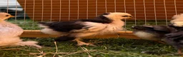 Chickens poultry for sale: Pekin bantams - Advert 7