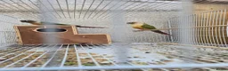 Conures birds for sale: Conures Proven Breeding  - Advert 1