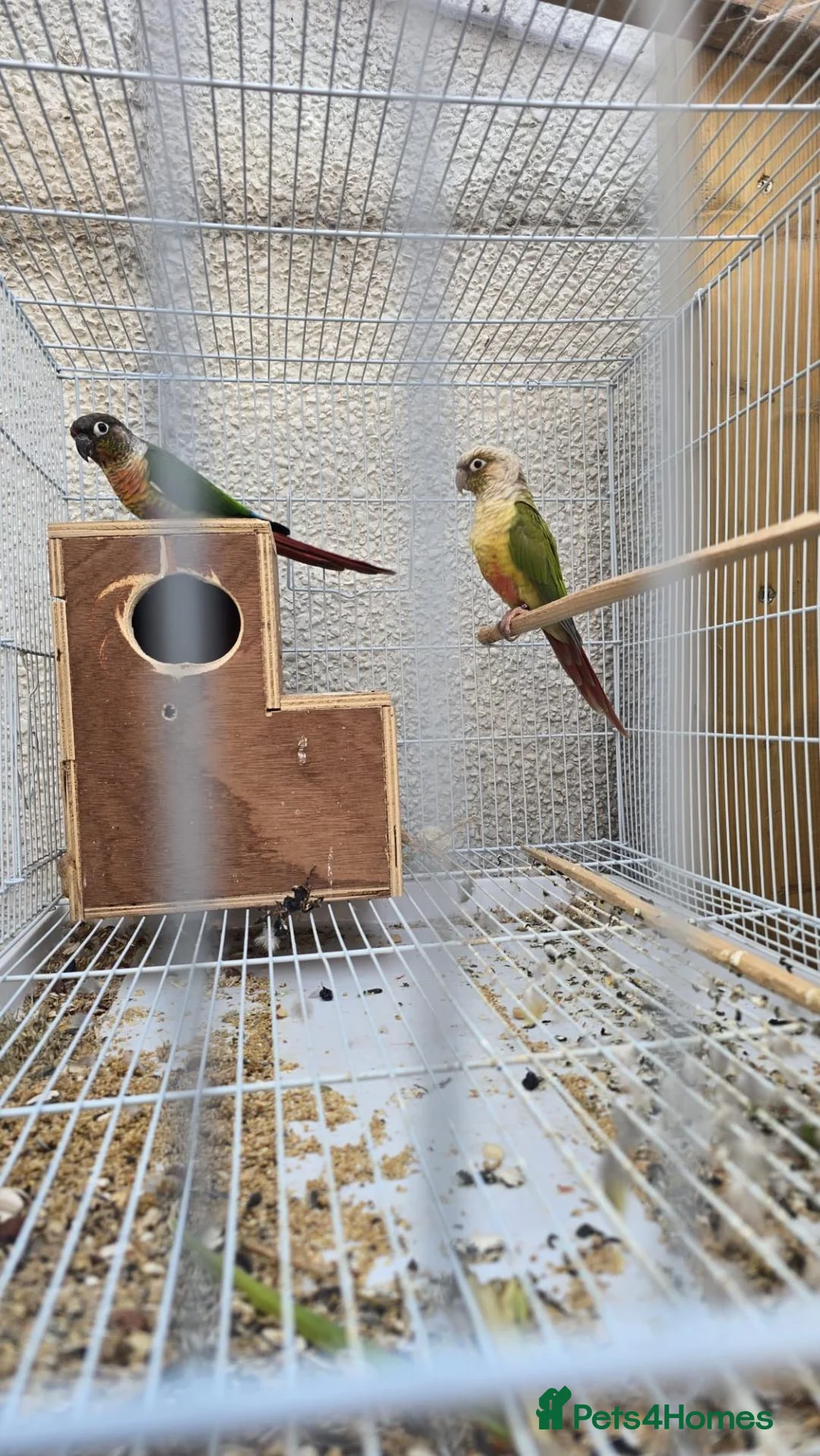Conures birds for sale: Conures Proven Breeding  - Advert 1