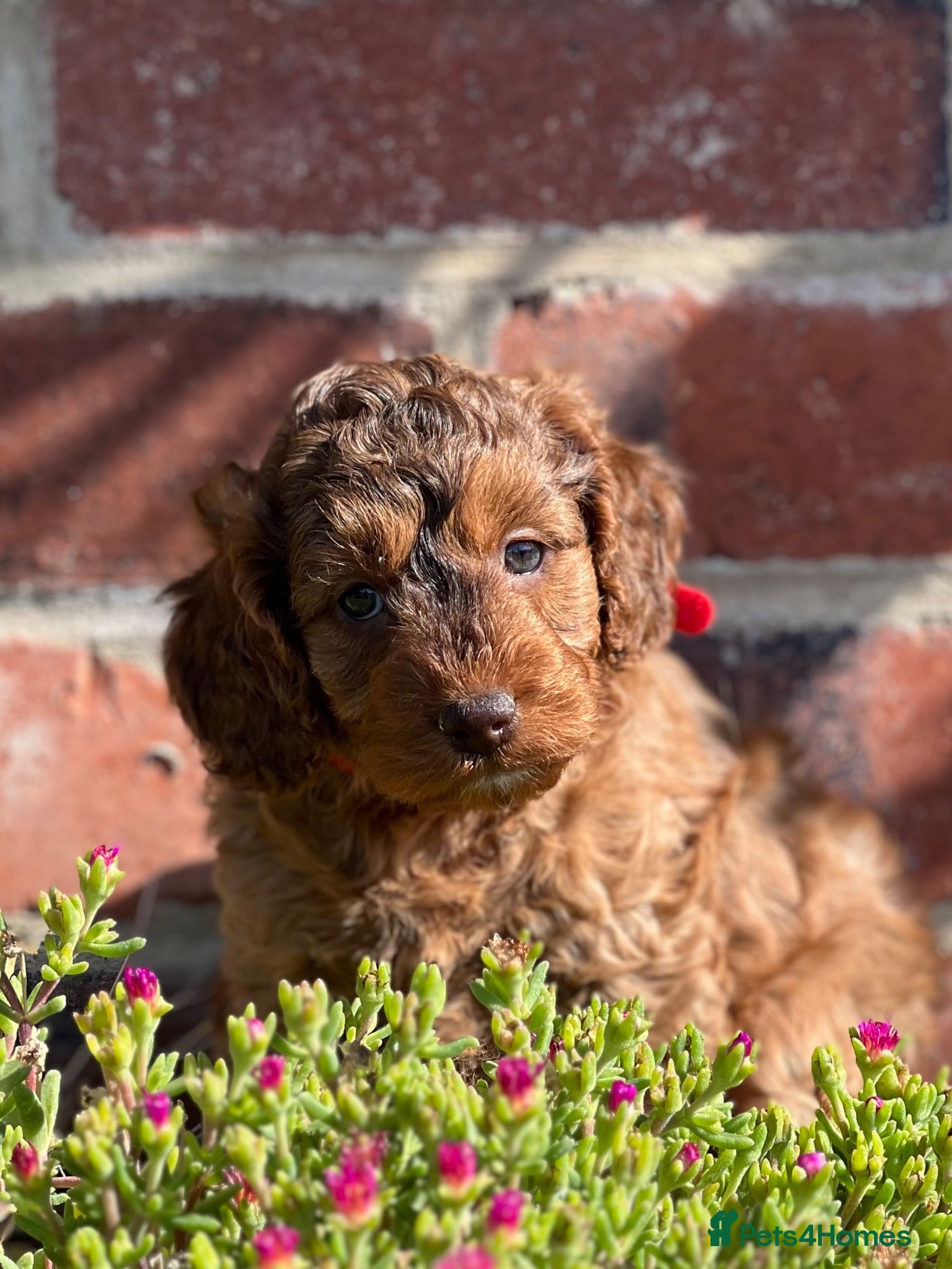 Cockapoo dogs Chocolate sable girl  - Advert 13