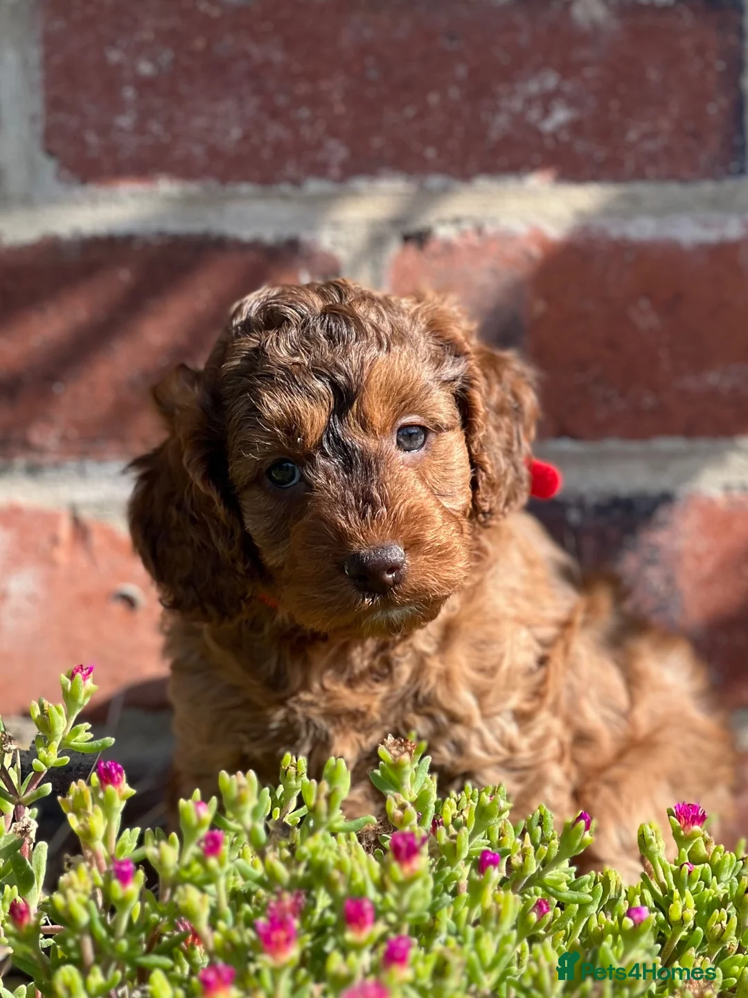 Cockapoo dogs for sale: Chocolate sable girl  - Advert 1