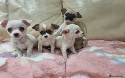 Chihuahua dogs for sale: Chihuahua puppies for sale  - Image 11