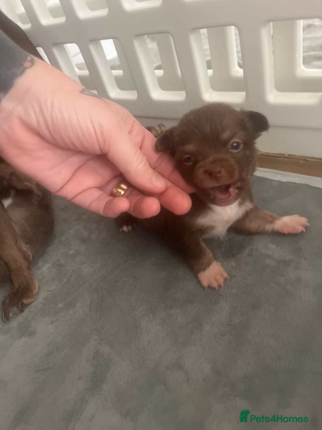 Chihuahua dogs for sale: 2 Male Chihuahuas  - Advert 13