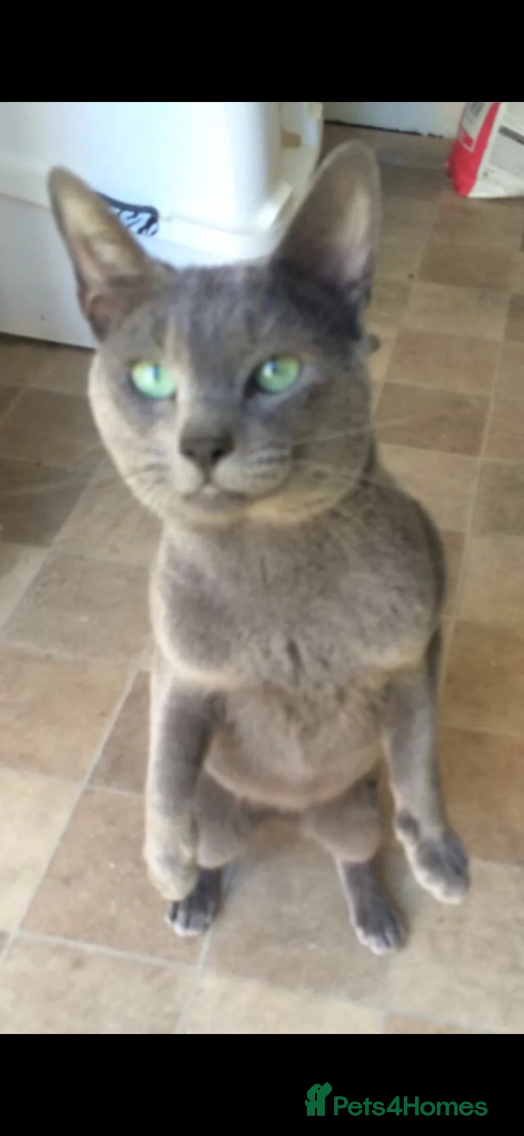 Russian Blue cats for sale: Tica Registered Russian blues - Advert 2