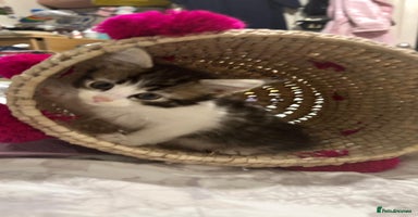 Mixed Breed cats - Advert 15