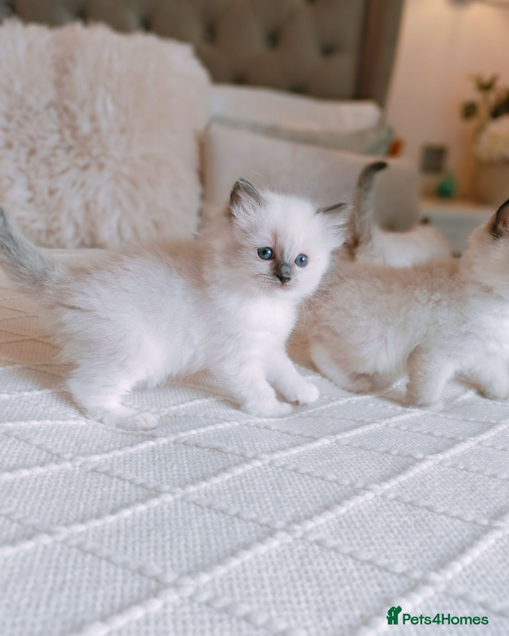 Ragdoll cats Raised with Love, looking for forever homes 🏠❤️ - Advert 11