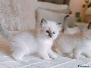 Ragdoll cats Raised with Love, looking for forever homes 🏠❤️ - Advert 11