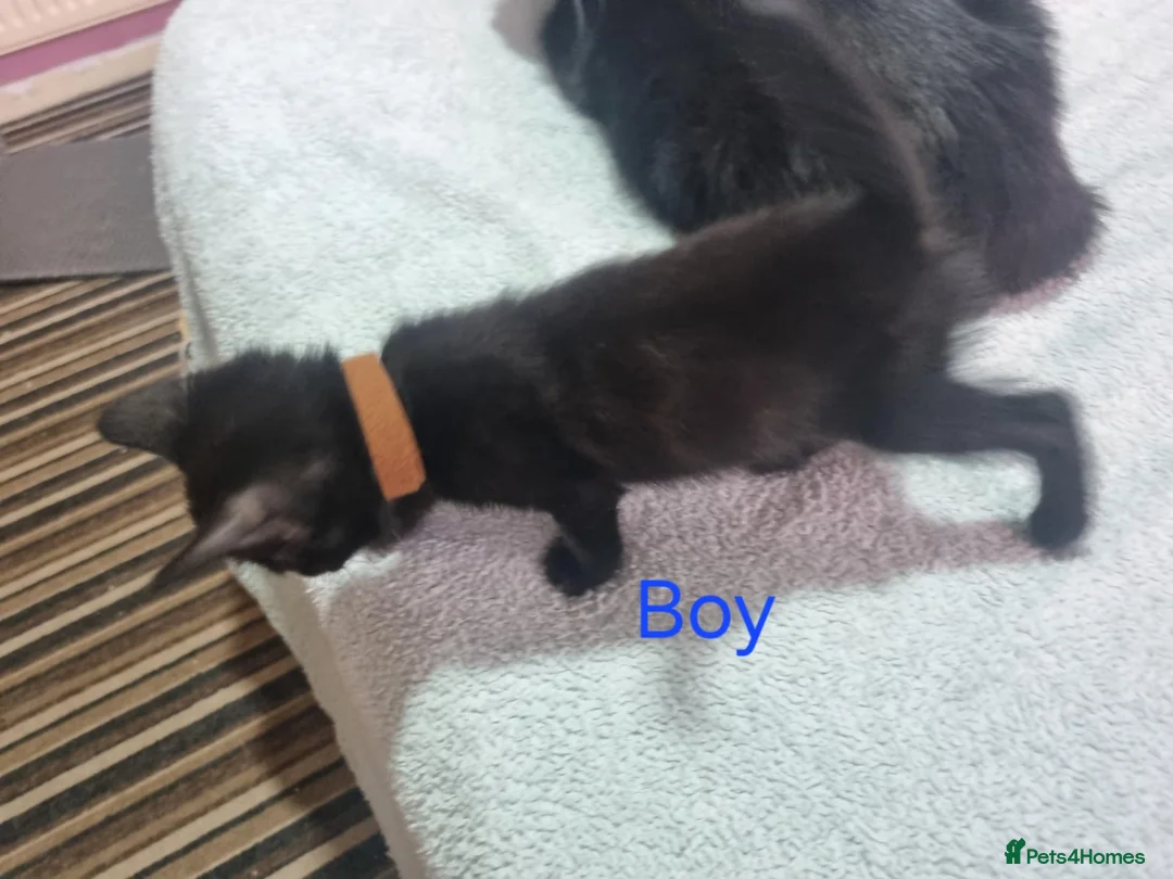 Mixed Breed cats for sale: Black kittens  - Advert 2