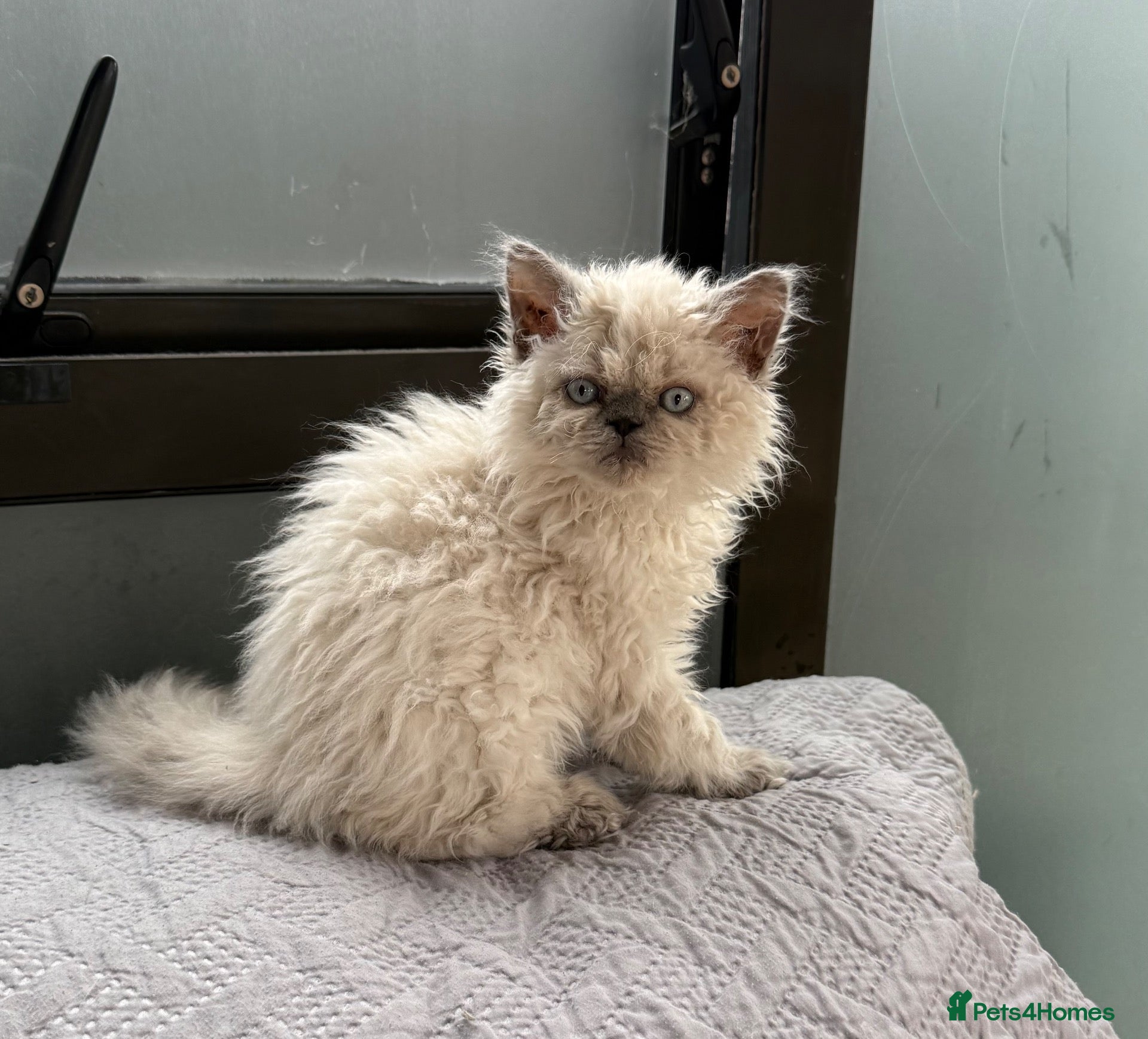 Ragdoll cats Selkirk Rex Blue point girl  - Advert 1