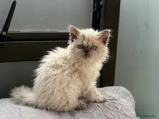 Ragdoll cats Selkirk Rex Blue point girl - Advert 1