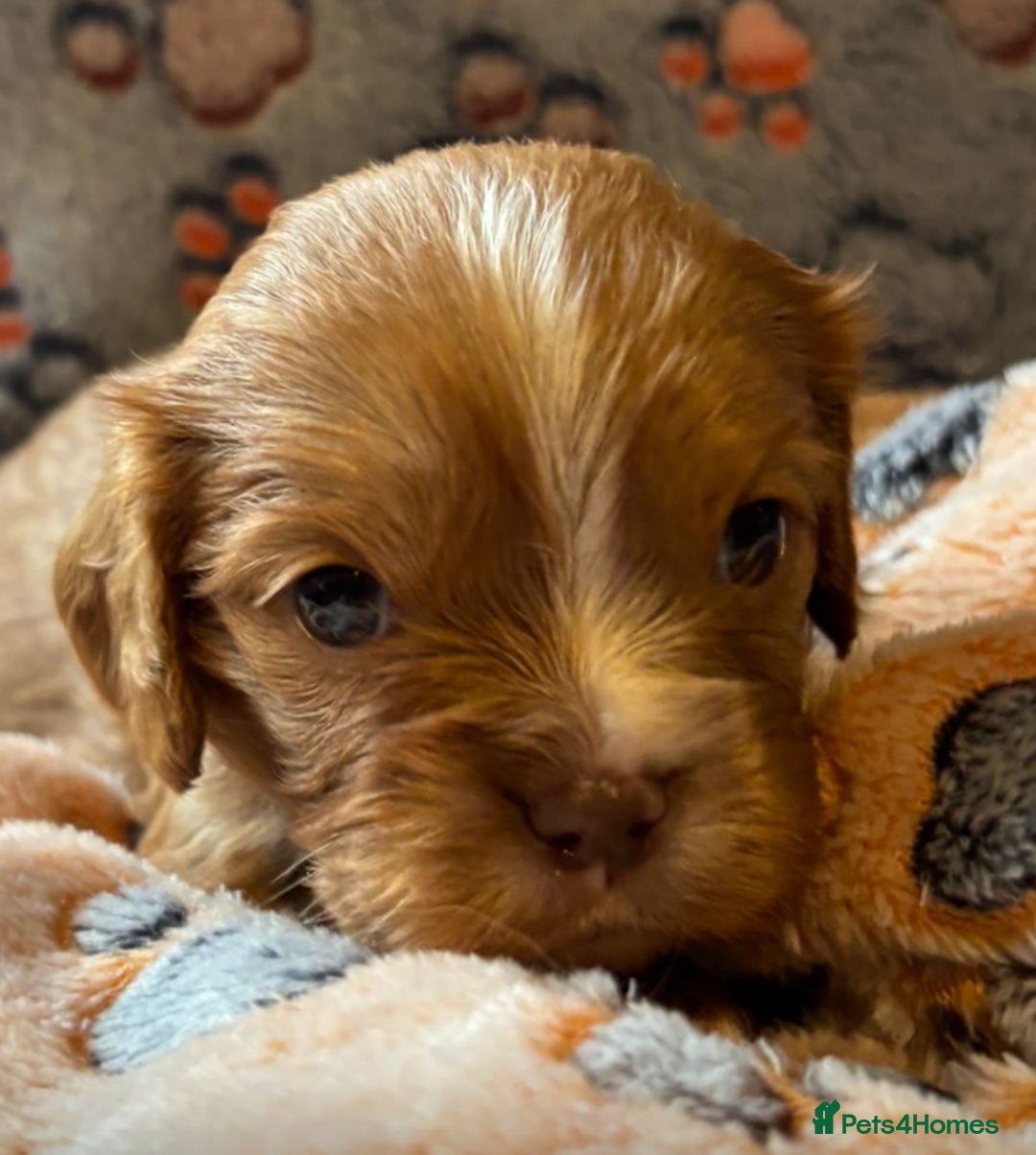 Cavalier King Charles Spaniel dogs for sale: Chocolate Cavalier Puppies  - Image 2