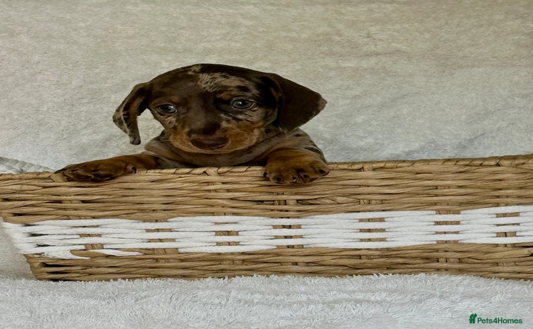 Miniature Dachshund dogs - Advert 1