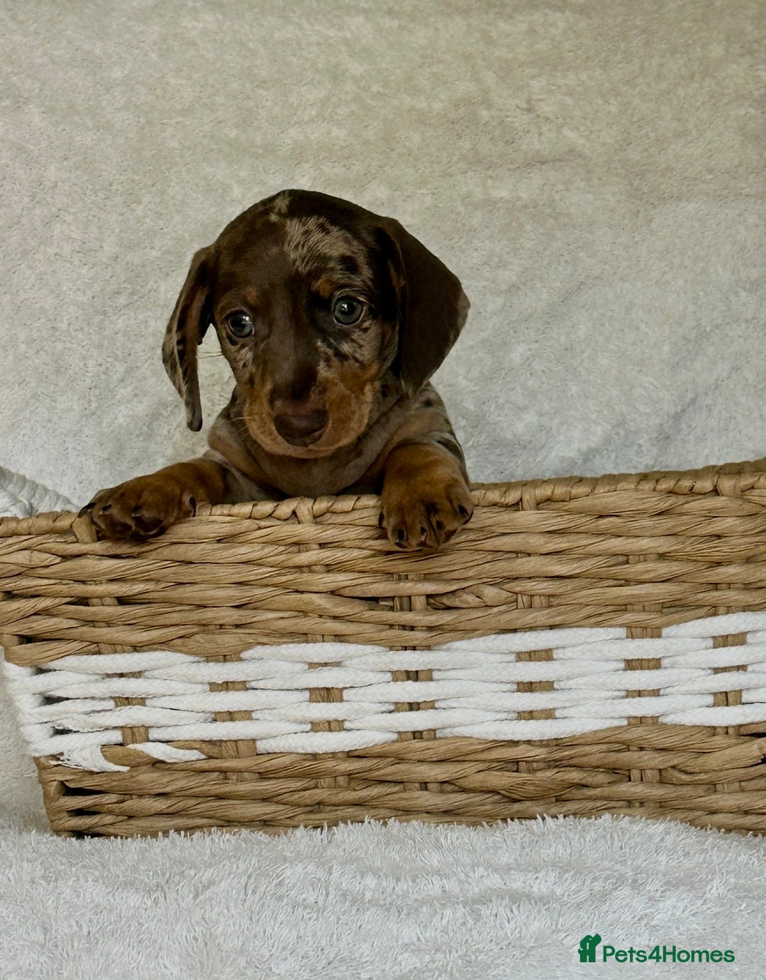 Miniature Dachshund dogs for sale: Photo's do not do this litter justice - Image 1
