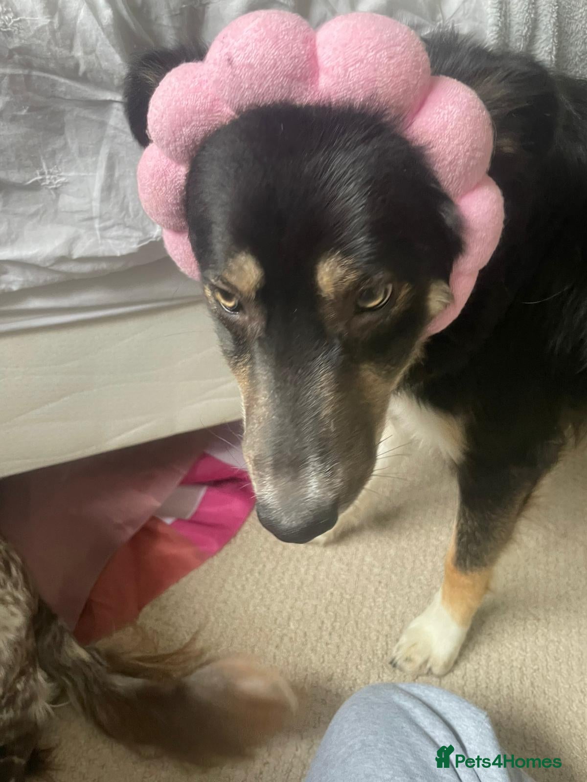 Border Collie dogs 8 months old female border collie  - Advert 11