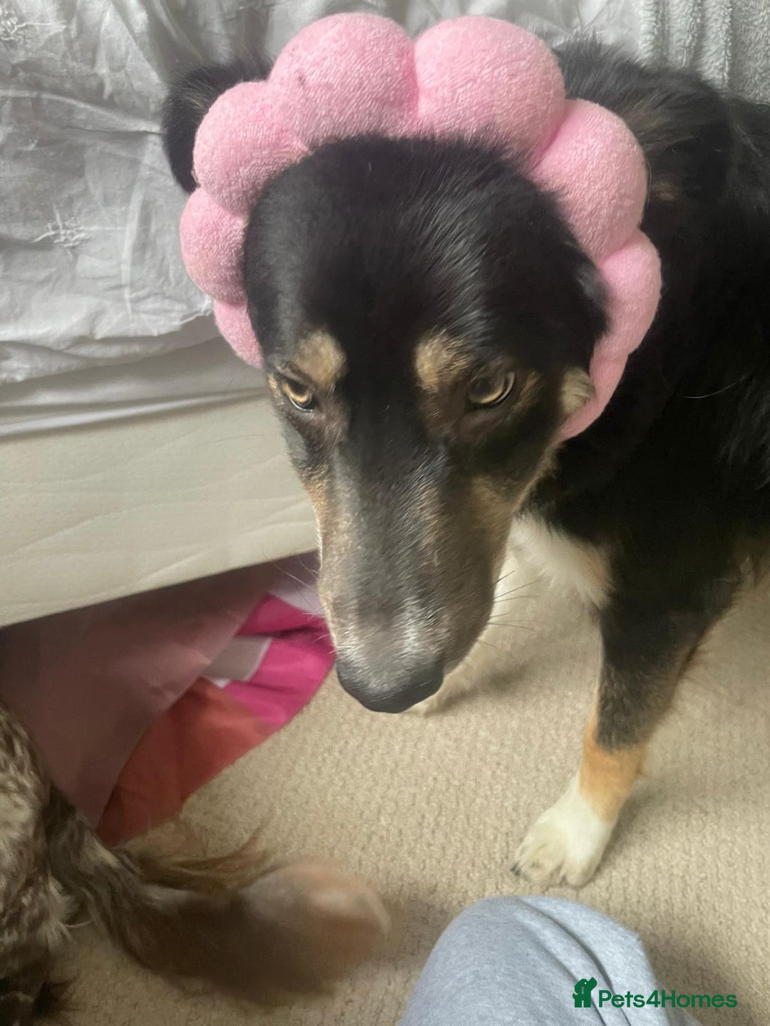 Border Collie dogs for sale: 8 months old female border collie  - Image 1