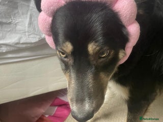 Border Collie dogs - Advert 1