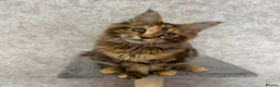 Maine Coon cats for sale: Stunning Purebred TICA Reg Maine Coon Kittens in London - Advert 13