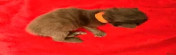 Mixed Breed cats for sale: 1/4 Maine coon cross mixed breed  - Advert 17