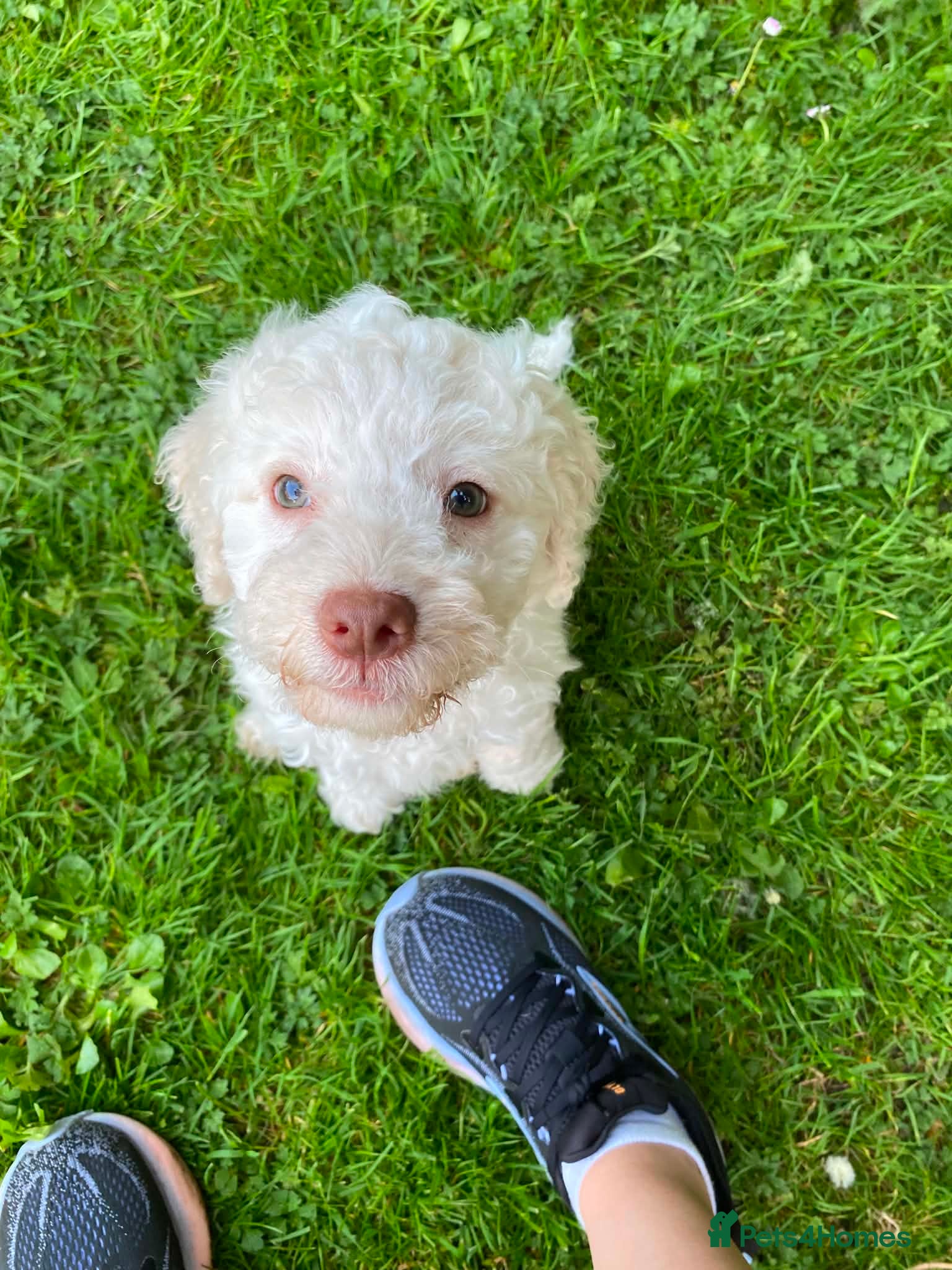 Lagotto Romagnolo dogs Lagotto Romagnolo Vet Checked/Chipped/Vaccinated   - Advert 2