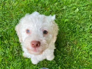 Lagotto Romagnolo dogs Lagotto Romagnolo Vet Checked/Chipped/Vaccinated - Advert 1
