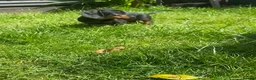 Dachshund dogs for sale: SOLD  - Advert 11