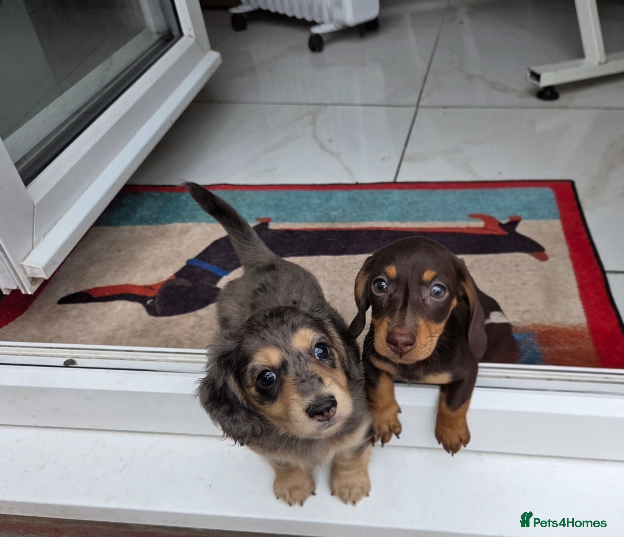 Miniature Dachshund dogs Kc Miniature Dachshund - Advert 12