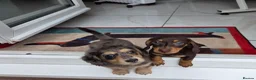 Miniature Dachshund dogs for sale: Miniature Dachshund - Advert 3