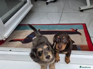Miniature Dachshund dogs Kc Miniature Dachshund - Advert 12