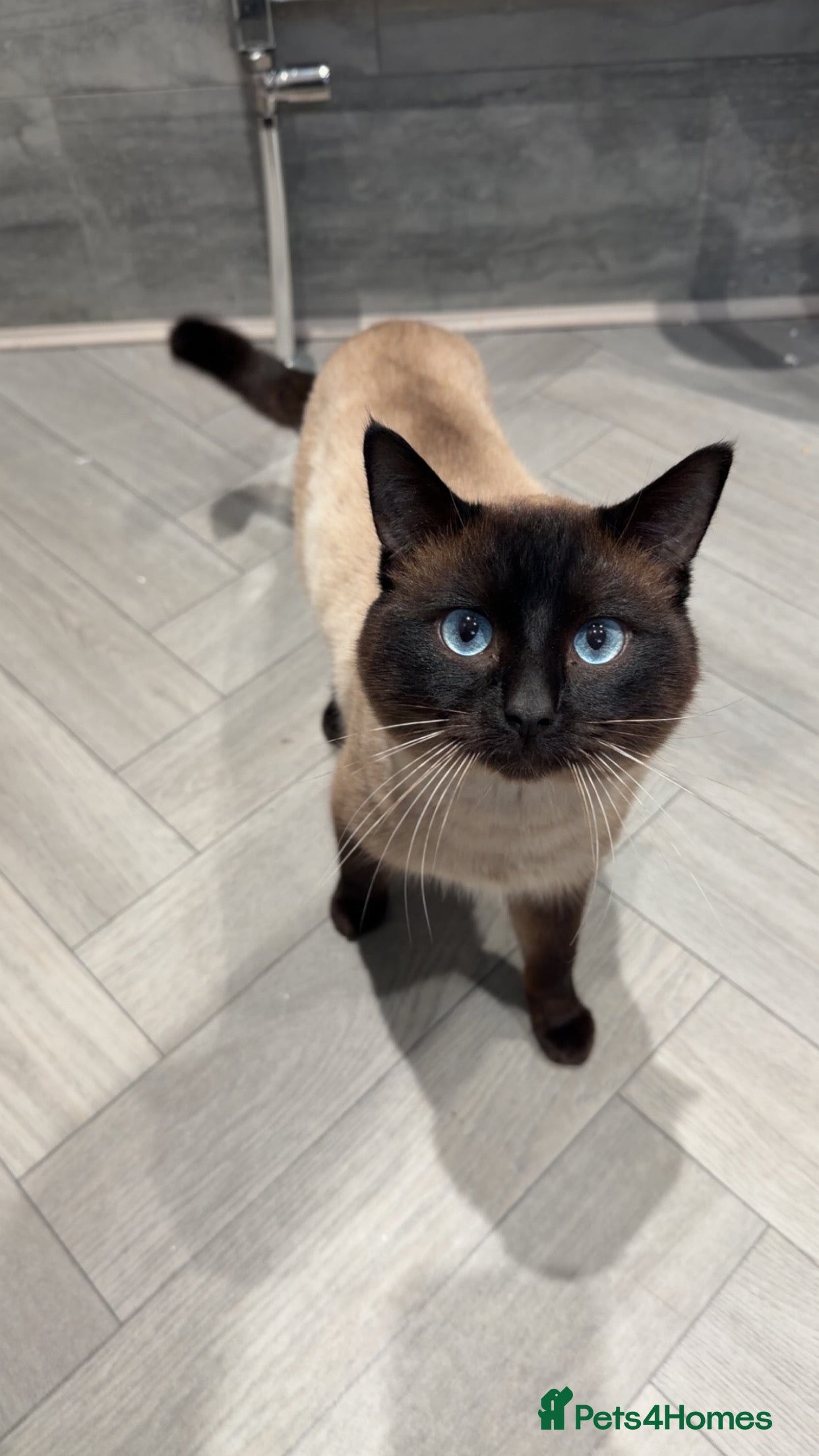 Ragdoll cats MALE RAGDOLL ONE YEAR OLD  - Advert 1