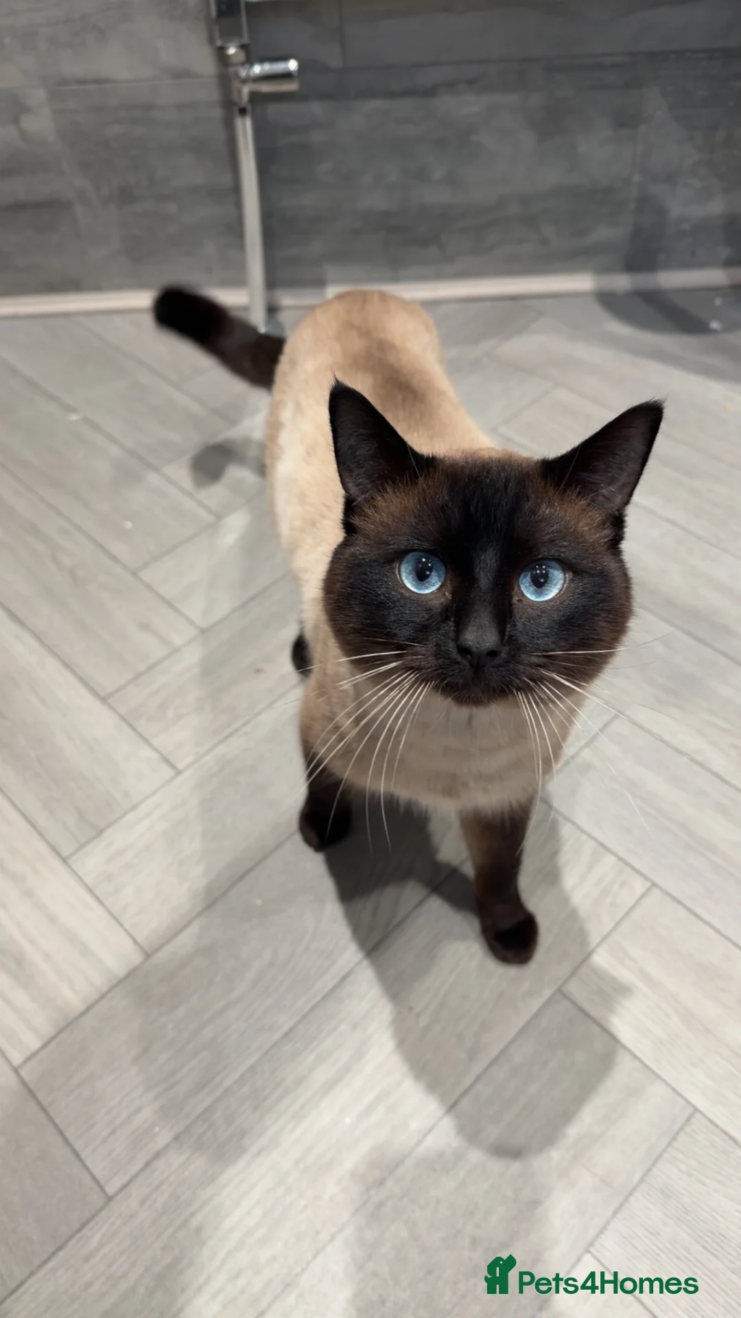 Ragdoll cats for sale: MALE RAGDOLL ONE YEAR OLD  - Advert 1