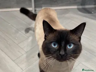 Ragdoll cats MALE RAGDOLL ONE YEAR OLD - Advert 1