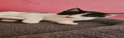 Mixed Breed cats for sale: 4 Male black and white Kittens for sale - Advert 5