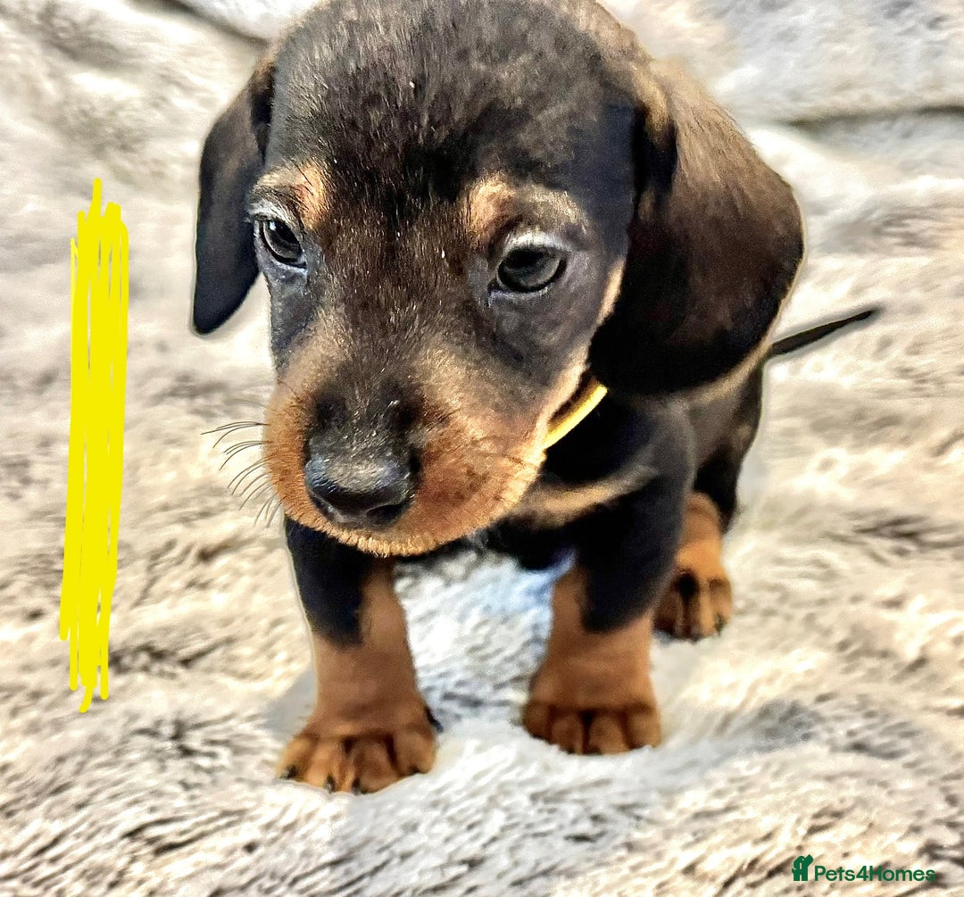 Dachshund dogs for sale: wirehaired dachshunds (teckels) - Image 29