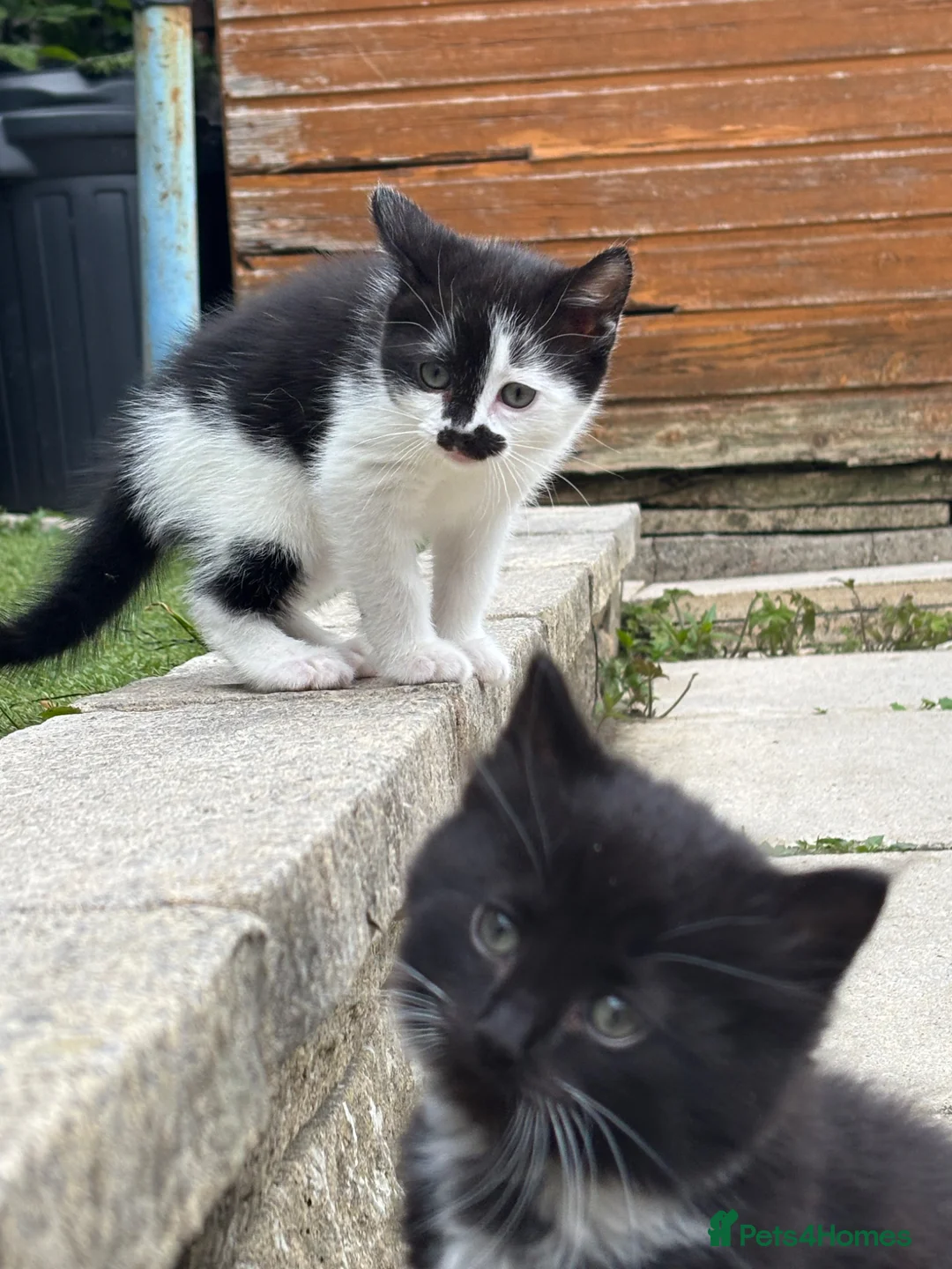 Mixed Breed cats for sale: 2 Gorgeous Ragdoll Cross Kittens  - Advert 1