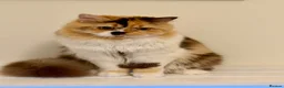 British Longhair cats for sale: Adult British Longhair TICA registered  - Advert 1