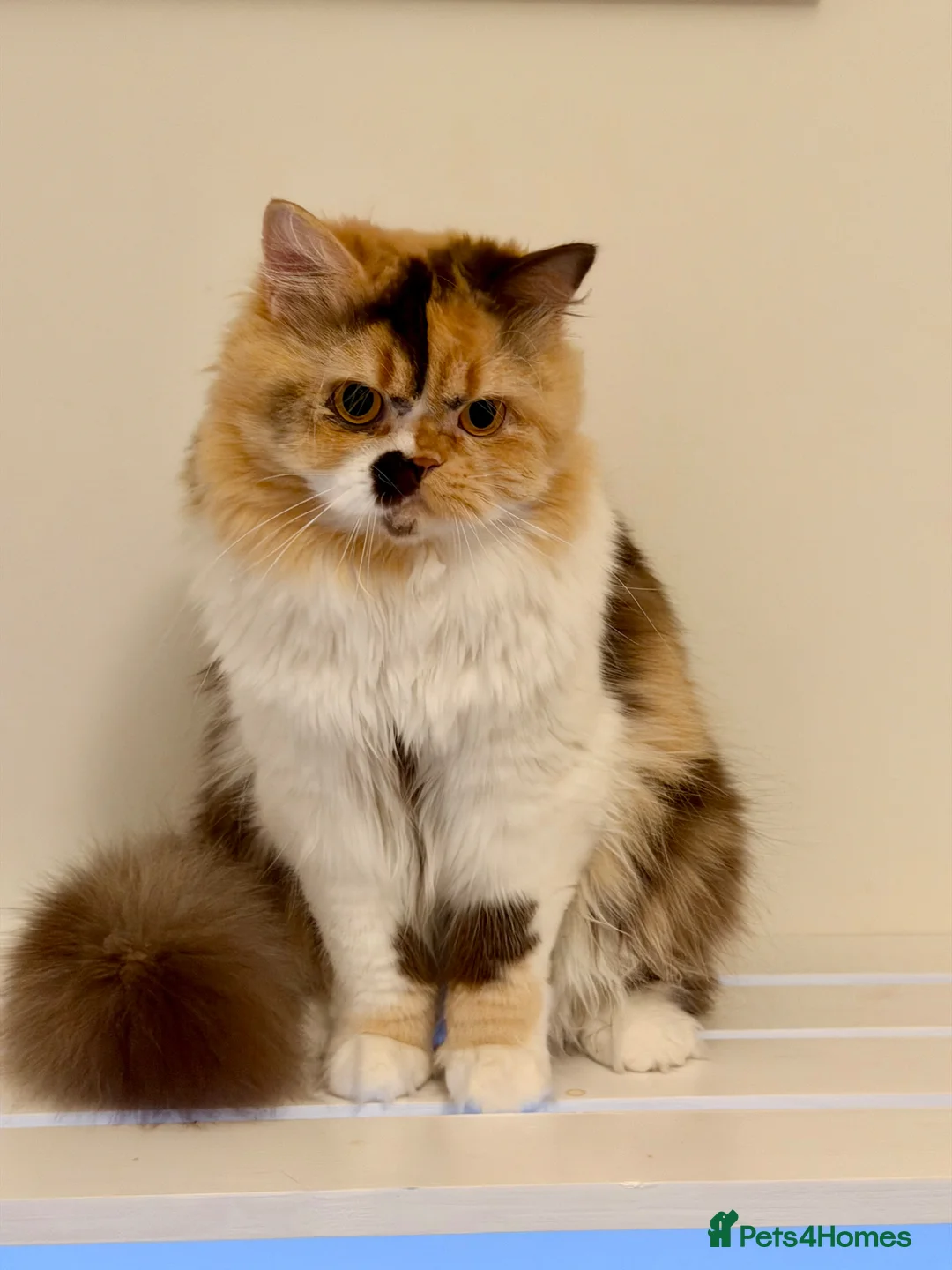 British Longhair cats for sale: Adult British Longhair TICA registered  - Advert 1