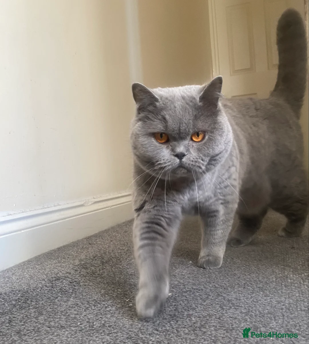 British Shorthair cats for sale: British shorthair  - Advert 3
