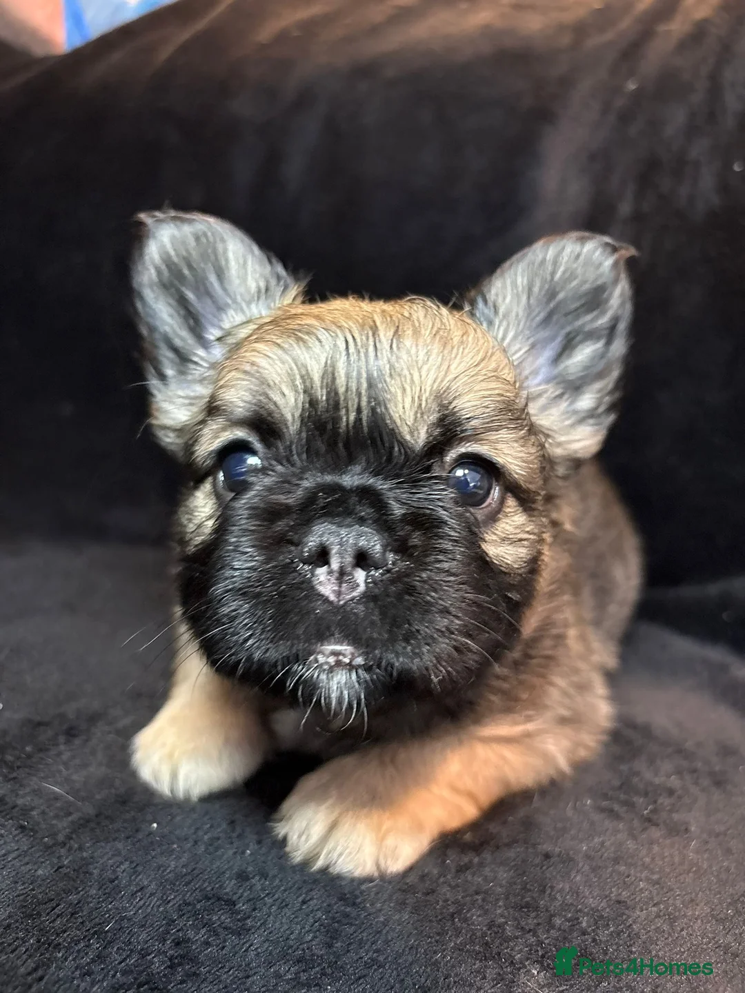 French Bulldog dogs for sale: French Bulldogs - Advert 5