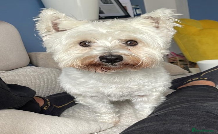 West Highland Terrier dogs - Advert 1