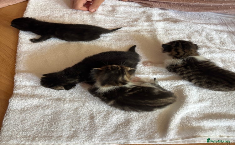 Domestic Shorthair cats - Advert 1