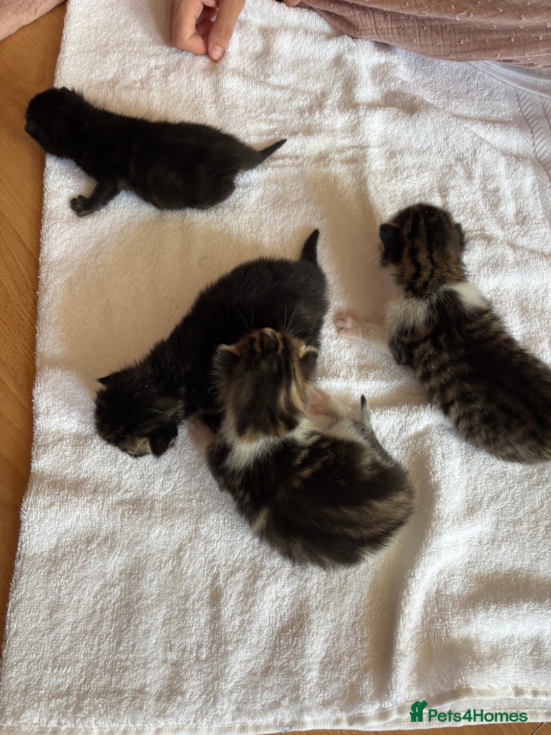 Domestic Shorthair cats for sale: 4 kittens for sale  - Image 1