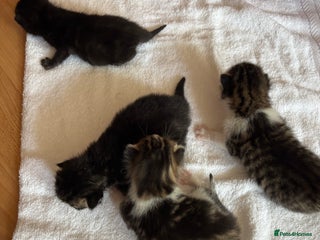 Domestic Shorthair cats - Advert 37