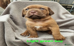 Dogue De Bordeaux dogs for sale: Dogue de bordeaux pups  - Image 7
