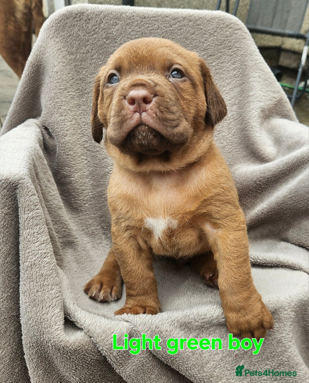 Dogue De Bordeaux dogs for sale: Dogue de bordeaux pups  - Image 7